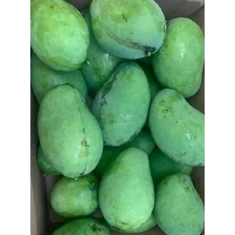 

Terpopuler Termurah Mangga Mentah Muda 1Kg