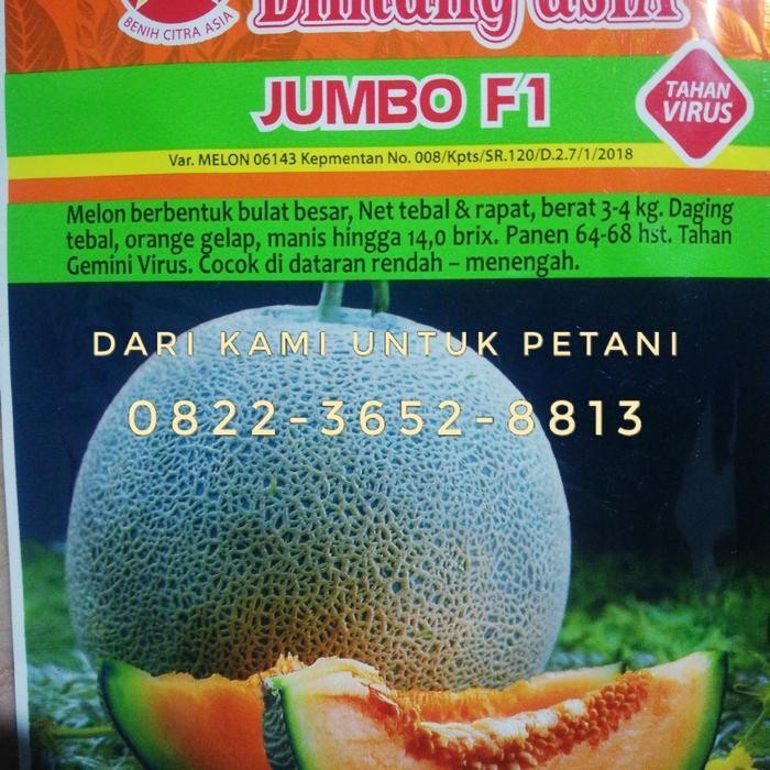 Benih Melon Jumbo F1 Tahan Virus Bintang Asia Murah