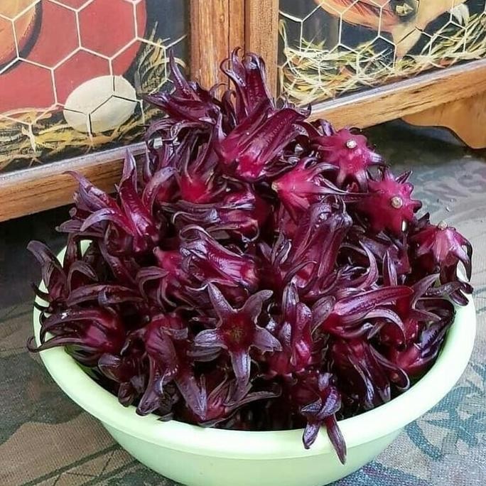 Benih Bibit Biji - Bunga Rosella Ungu Burgundy - Kualitas SUPER murah
