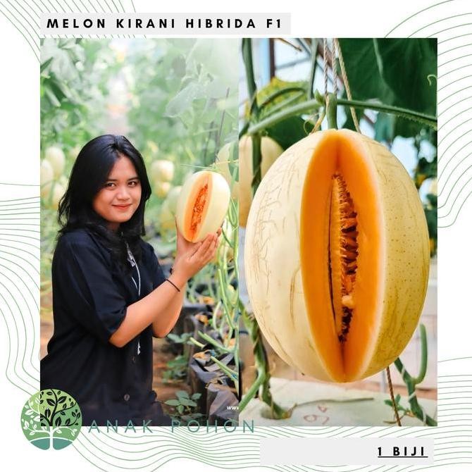 Benih Bibit Biji - Melon Eksklusif KIRANI F1 Hibrida Sweet Orange Seed murah