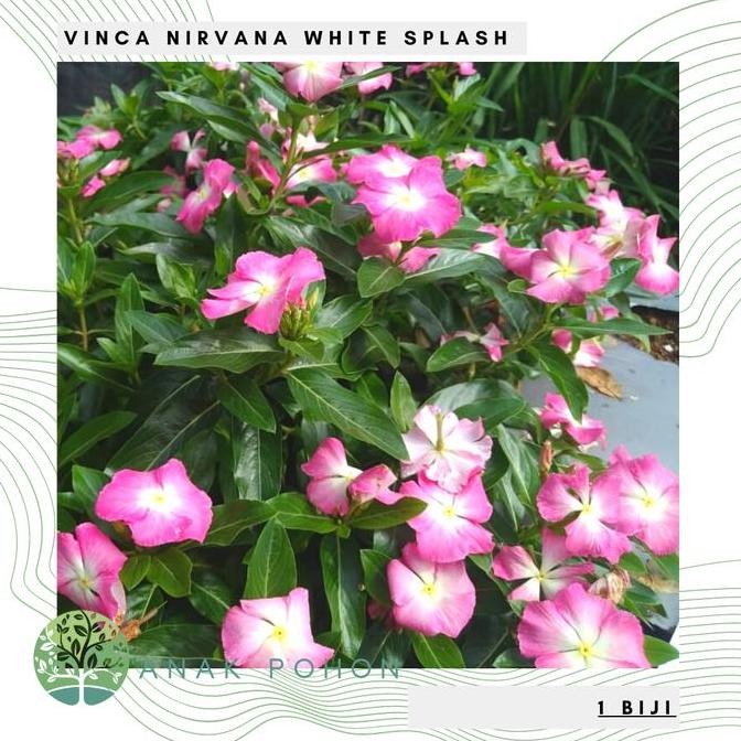 Benih Bibit Biji - Bunga Vinca Sultan Nirvana White Splash Rare Seeds murah