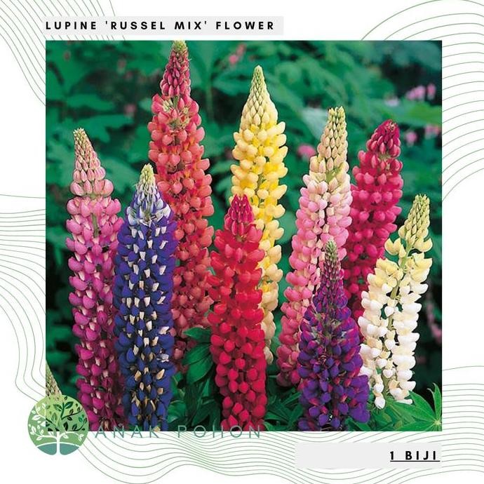 Benih / Bibit / Biji - Bunga Lupine 'Russel Mix' Flower Seeds - IMPORT murah