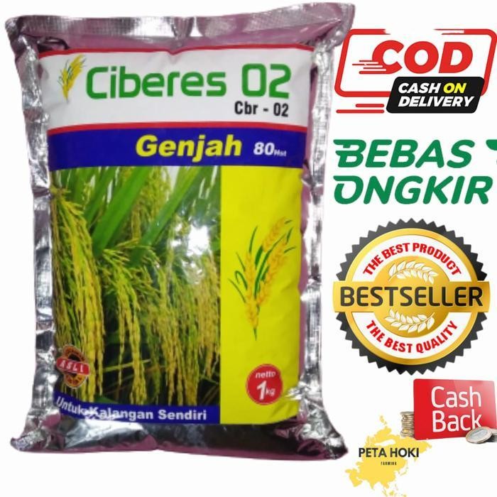 Benih Padi CBR 02 anti tikus tahan serangan tikus bibit padi ciberes 0 Promo