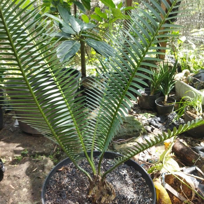 Dion edule blue D1 Diskon