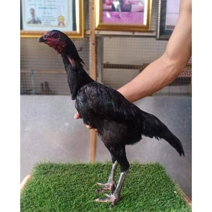 

TELUR VERTIL AYAM GANOI/TELUR AYAM KAKI GUNUNG/TELUR AYAM KAKI SETAN