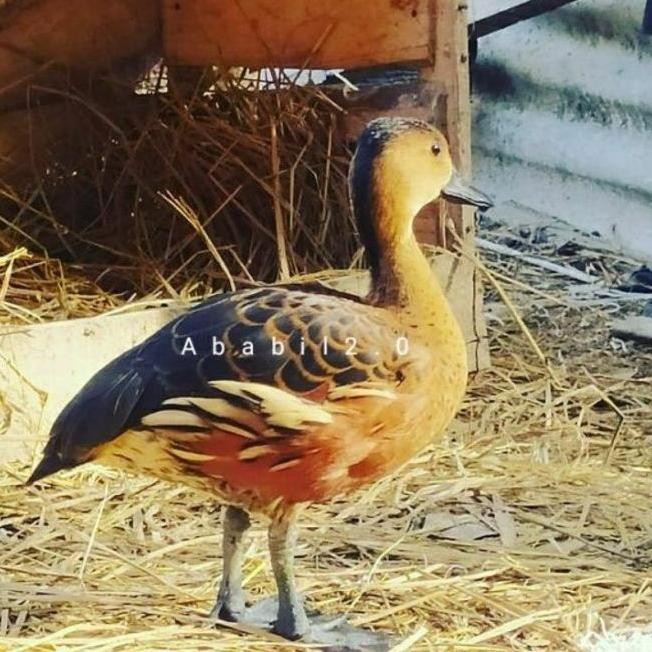 

TELUR TETAS BELIBIS VERTIL