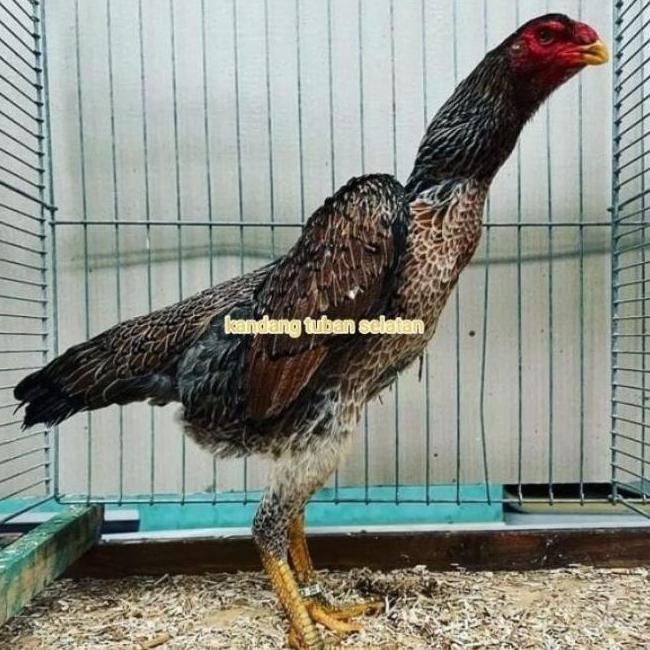 

TELUR VERTIL TETAS AYAM SHAMO JAPAN 3 BUTIR