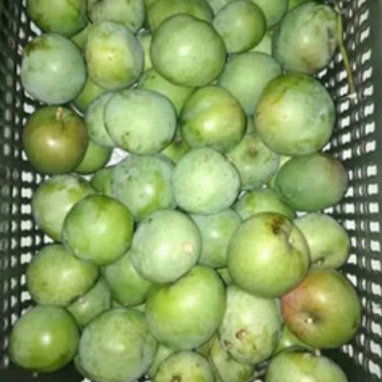 

Inovatif Mangga Apel Muda 1Kg Buat Rujak/Ibu Hamil