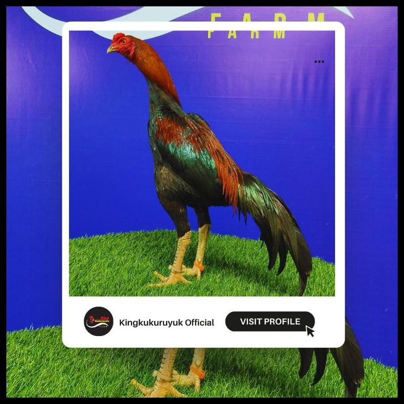 LAMPAM MEGA ED 45 ORIGINAL THAILAND 30 KAPSUL MULTIVITAMIN