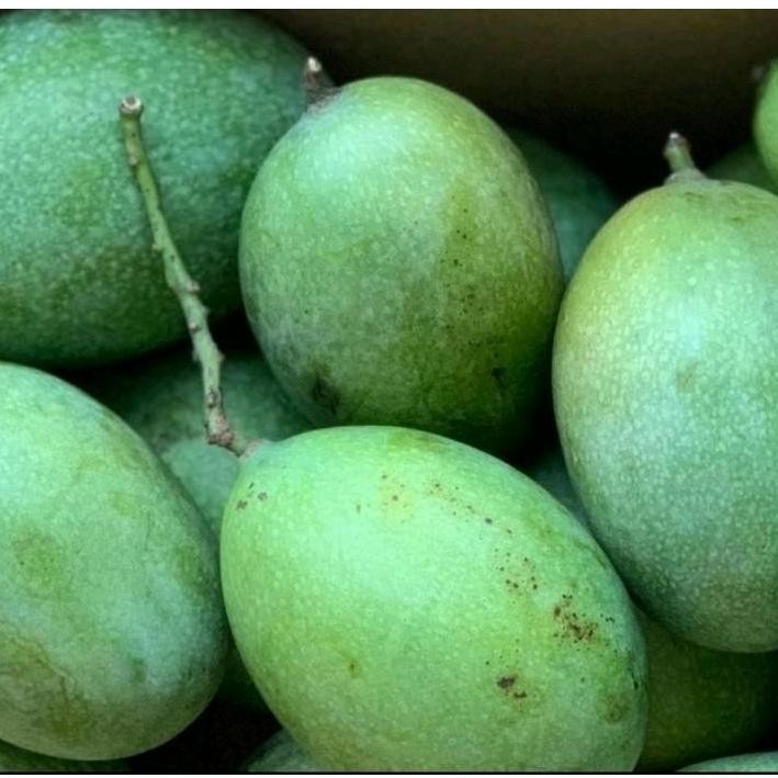 

Bahan Terbaik Mangga Manalagi Madu