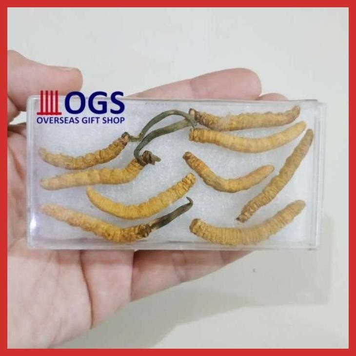 

( OBAT IMPORT ) PROMO CORDYCEPS ORGANIK DONG CHONG XIA CHAO PER PACK 5GRAM SEHAT GOOD QUALITY