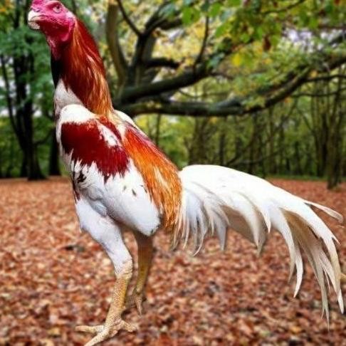 

TELUR AYAM PAKHOY BANGKOK VERTIL SIAP DI TETASKAN JAMINAN SUPER OIGINAL BERGARANSI