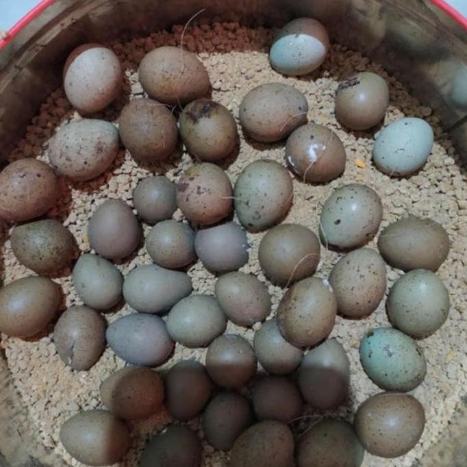 

TELUR VERTIL BURUNG PUYUH HIAS SIAP TETAS HASIL TERNAK KUALITAS