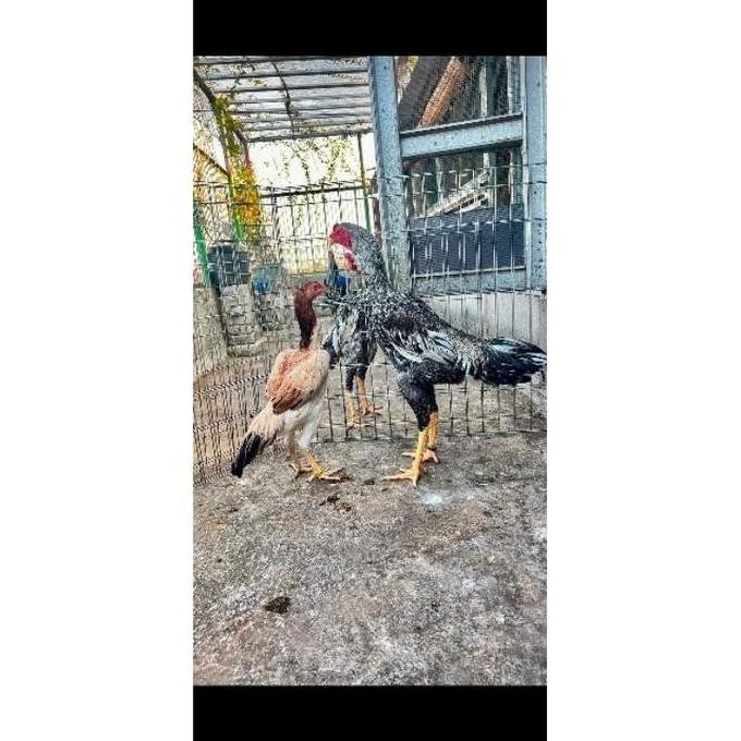 

TELUR VERTIL AYAM SHAMO EROPA PILIHAN TEAIK