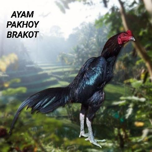 

TELUR AYAM PAKHOY FULL BRAKOT VERTIL SIAP DI TETASKAN JAMINAN SUPER OIGINAL BERGARANSI