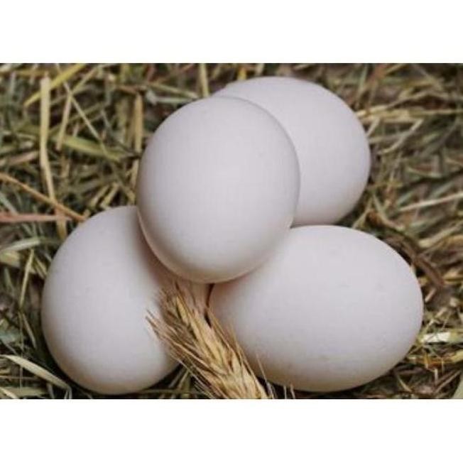 

TELUR VERTIL AYAM KAMPUNG ASLI ( TELUR AKA BISA DI TETASKAN)