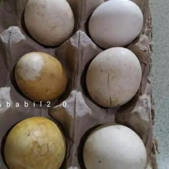 

TELUR TETAS BELIBIS VERTIL