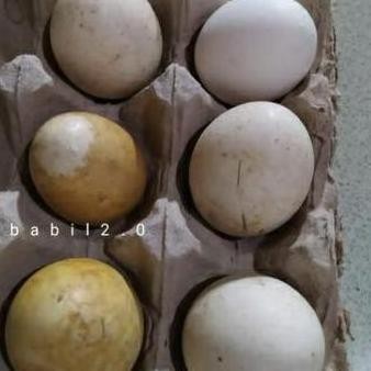 

TELUR TETAS BELIBIS VERTIL