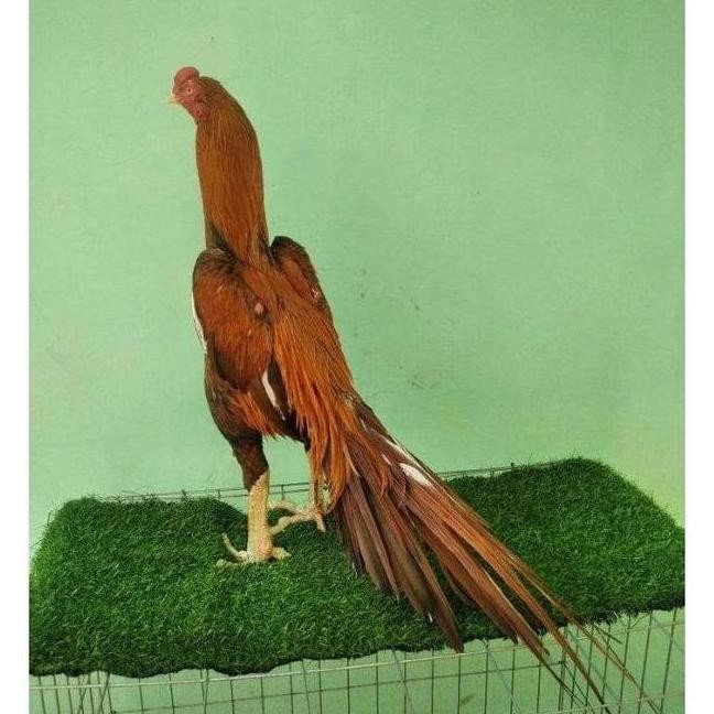 

TELUR VERTIL AYAM BANGKOK EKOR LIDI TEAIK