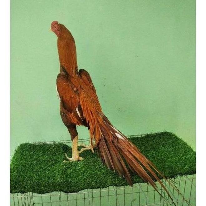 

TELUR VERTIL AYAM BANGKOK EKOR LIDI TEAIK