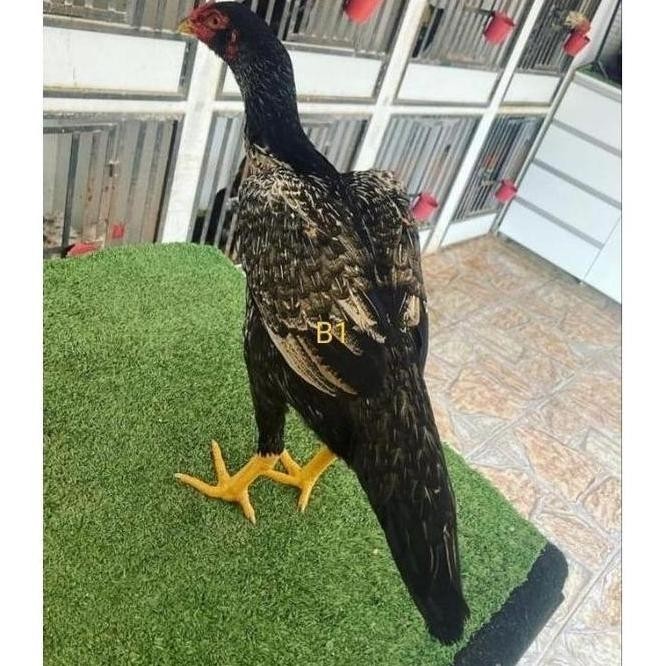 

TELUR VERTIL AYAM BANGKOK PETARUNG SUPER F1TELUR AYAM VERTIL MURAH