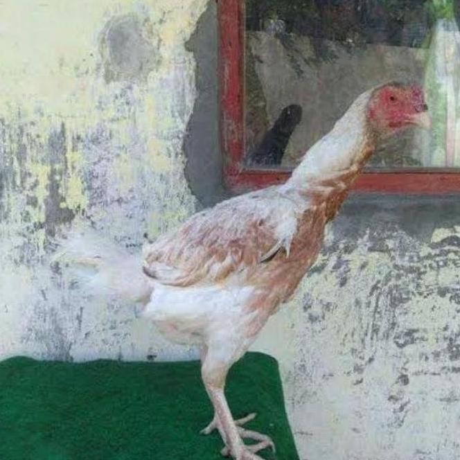 

TELUR VERTIL AYAM PLUCKER TERMURAH/TELUR AYAM PENCABUT BULU SUPER