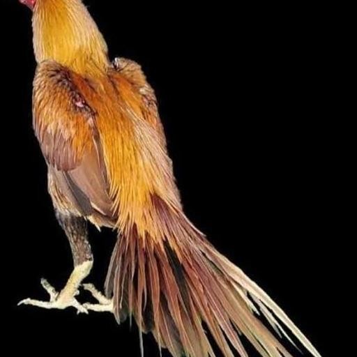 

TELUR VERTIL AYAM BANGKOK EKOR LIDI