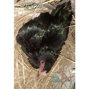 

TELUR VERTIL AYAM BANGKOK F1 ASLI SUPER