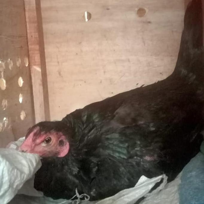 

TELUR AYAM PAKOY VERTIL BLACBULL X SUPERCOCK