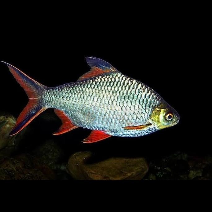 Terlaris Kaviat Hijau Bangkok Tengmet Ikan Peredator Size 15Cm