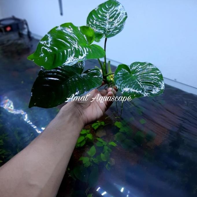 Terlaris Anubias Barteri Var Broadleaf Sp Buterfly Size Jumbo Full Daun Air