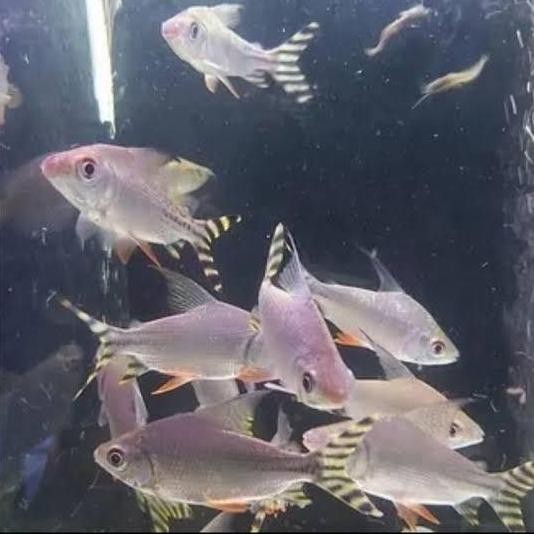 Terlaris Yellow Feifeng 9-10Cm