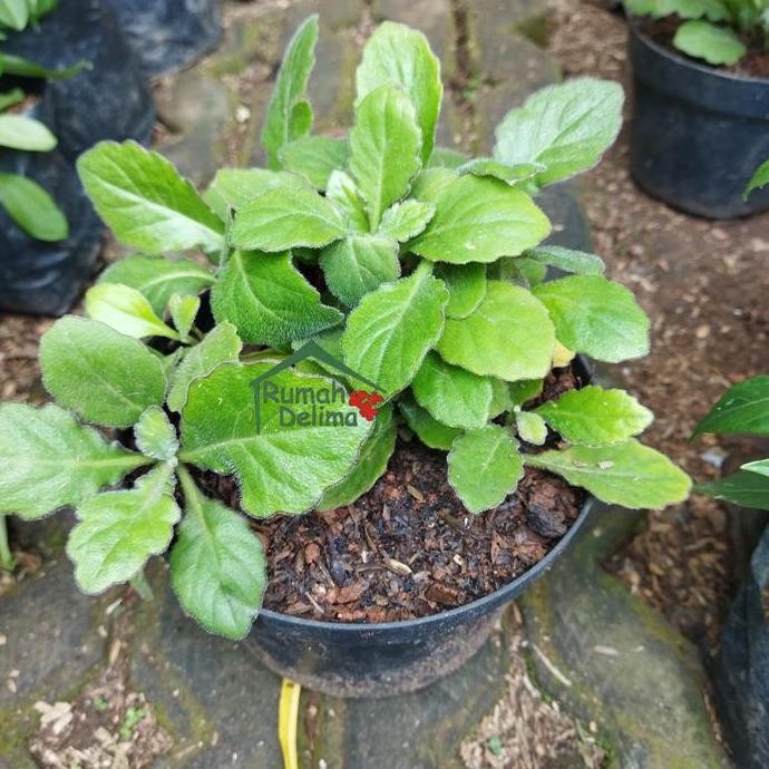 baru Tanaman daun dewa/tanaman herbal daun dewa