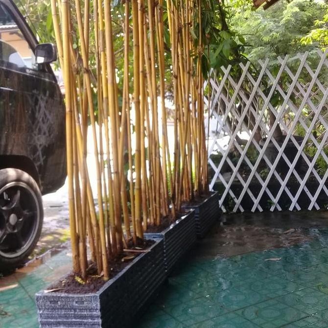baru bambu kuning/tanaman pagar /tanaman pagar terbaik