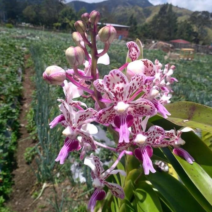 baru [ DEWASA ] Vanda Tricolor Merapi Anggrek Wangi Langka dari Lereng Gunung Api