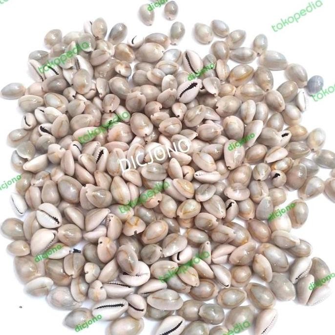 

KUWUK / BIJI CONGKLAK KERANG ASLI ( 100 GR )