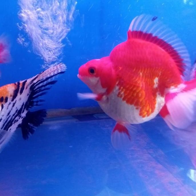 Ikan Mas Koki Ryukin Red White 11Cm Punuk Unta Asli Hiasan Aquarium