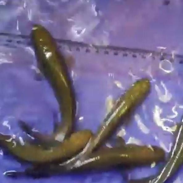 Hiasan Aquarium Ikan Lontong Amazon