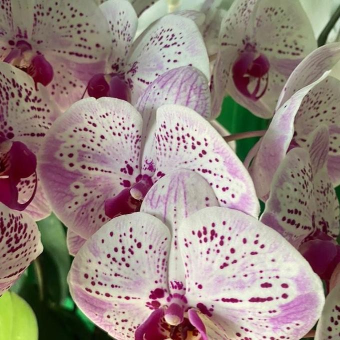 fresh Bunga Anggrek Bulan Koleksi Tanaman Hidup murah