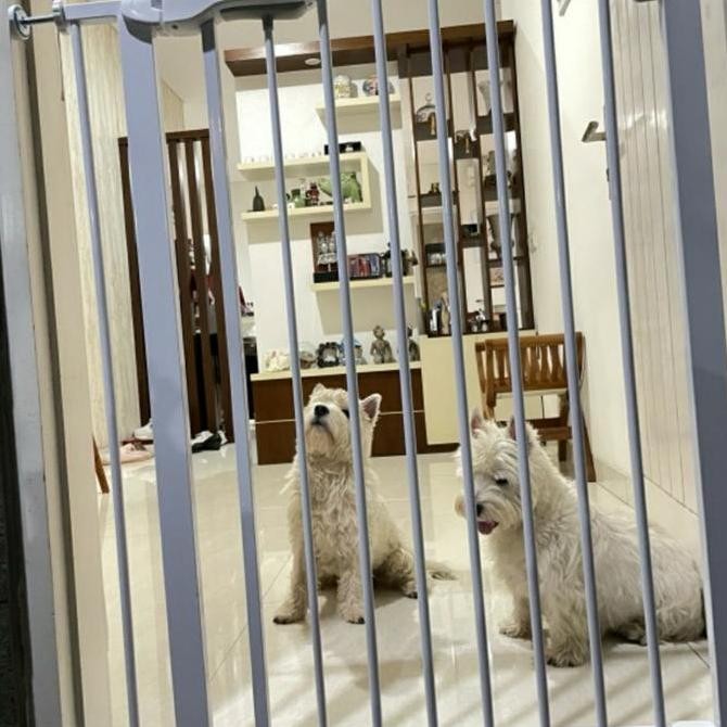 Pagar Pembatas Tinggi 100Cm / Pagar Anjing / Kandang Pagar Anjing Co