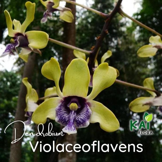 fresh Dendrobium Violaceoflavens | Anggrek Besi Papua murah