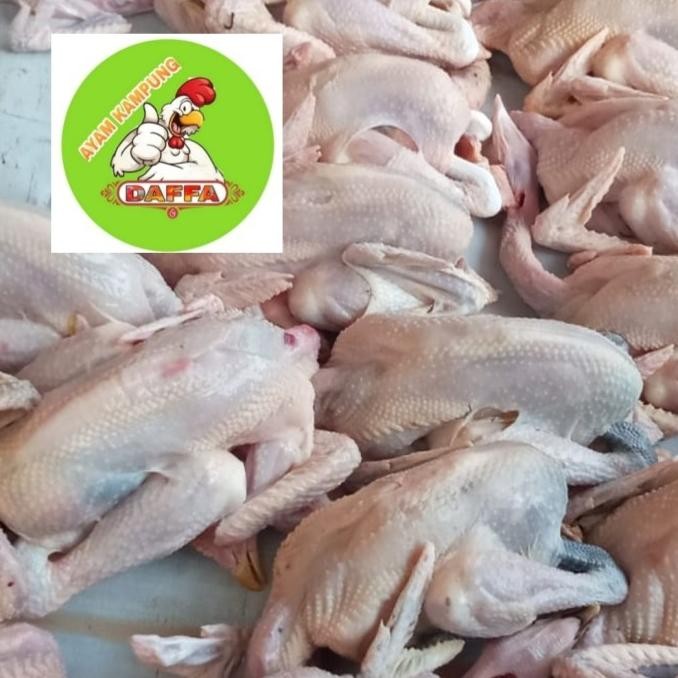 

(Expert) AYAM KAMPUNG SMALL 600-700gr