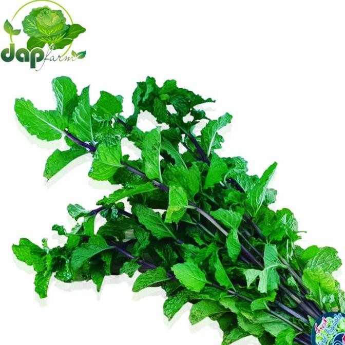 

Daun Mint / Peppermint / DAP Farm / Sayur Segar Jakarta