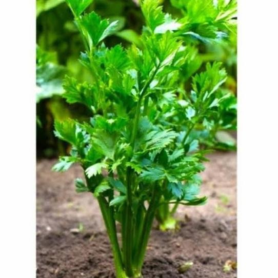 

tanaman sayur seledri segar dan rimbun