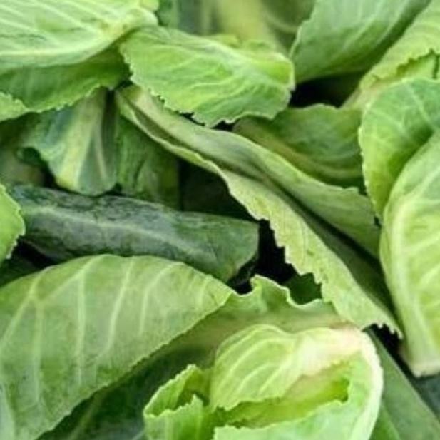 

Sayur Keciwis Segar kg
