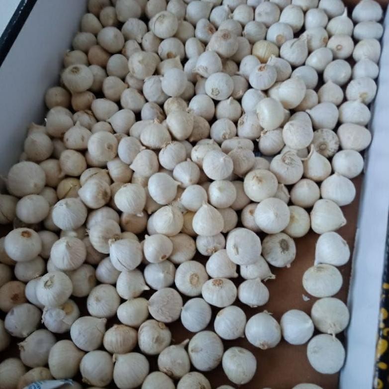 

bawang putih tunggal/lanang import/kemasan 500 gr