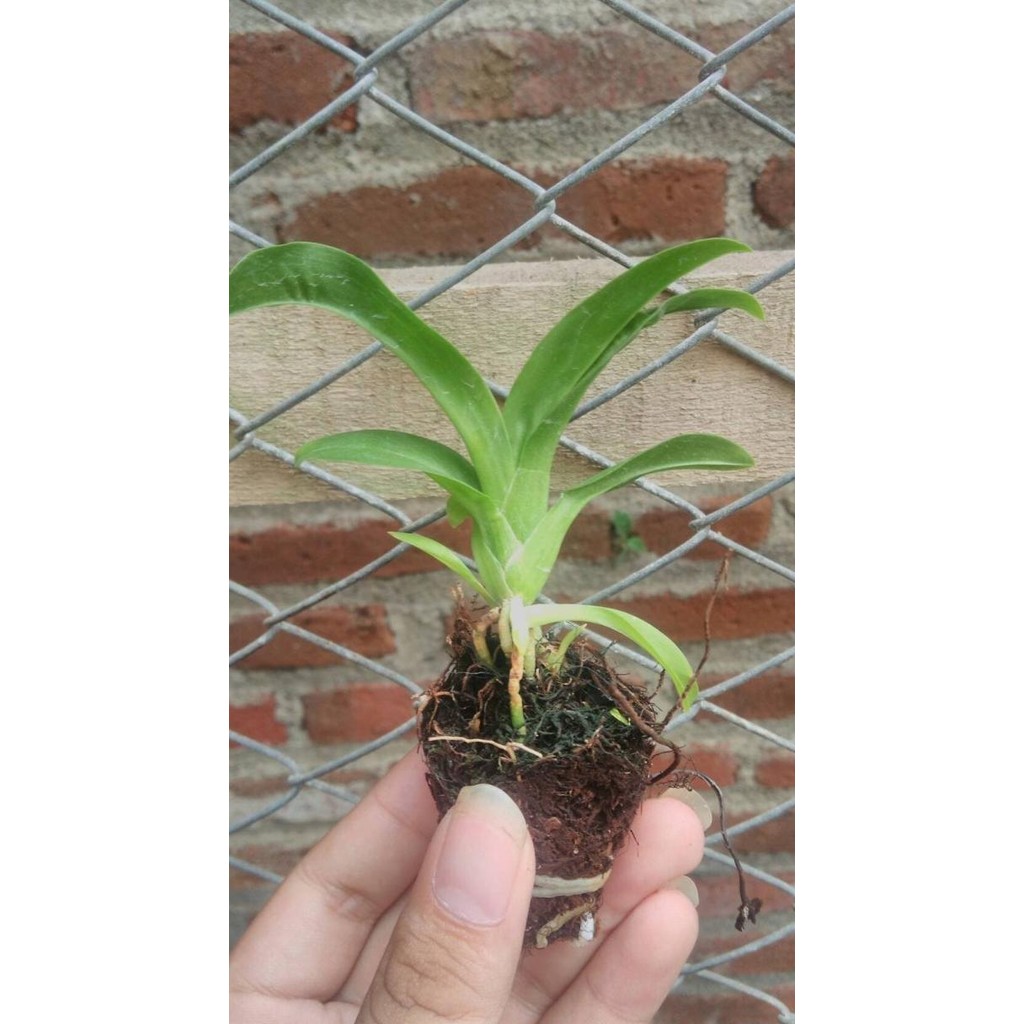 (Allthebest) Seedling Anggrek Grammatophyllum Citrinum