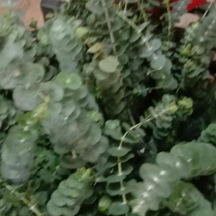 

ready daun silverdollar