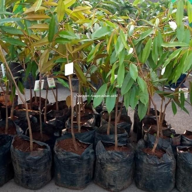Tanaman Buah Durian Musang King / Bibit Durian Musang King ATZ