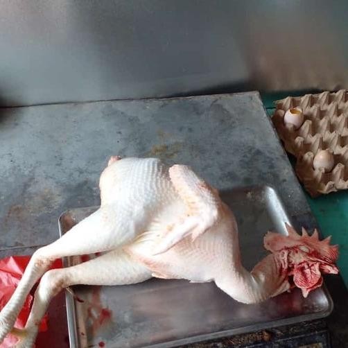 

Ayam Merah Jumbo 2.2Kg+ / Ayam Afkir / Tua / Petelur - Harga Murah Original